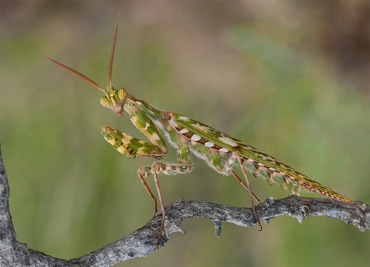 Богомол Blepharopsis mendica.