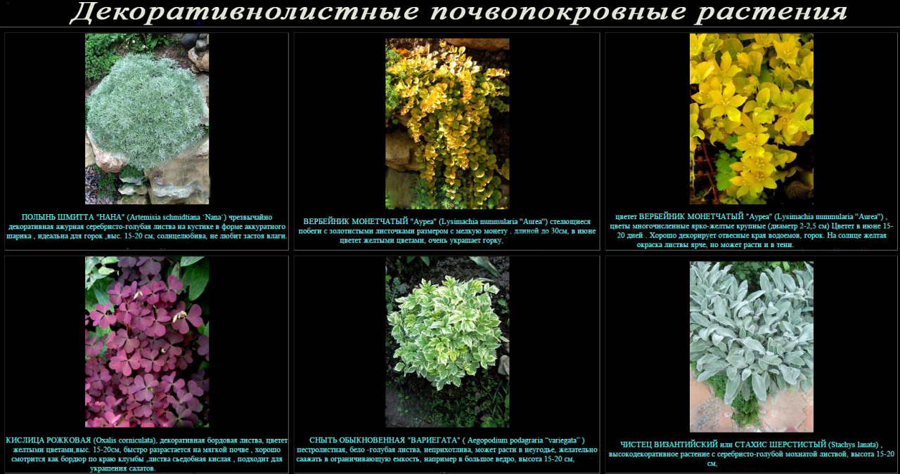 почвопокровные растения с декоративными листьями