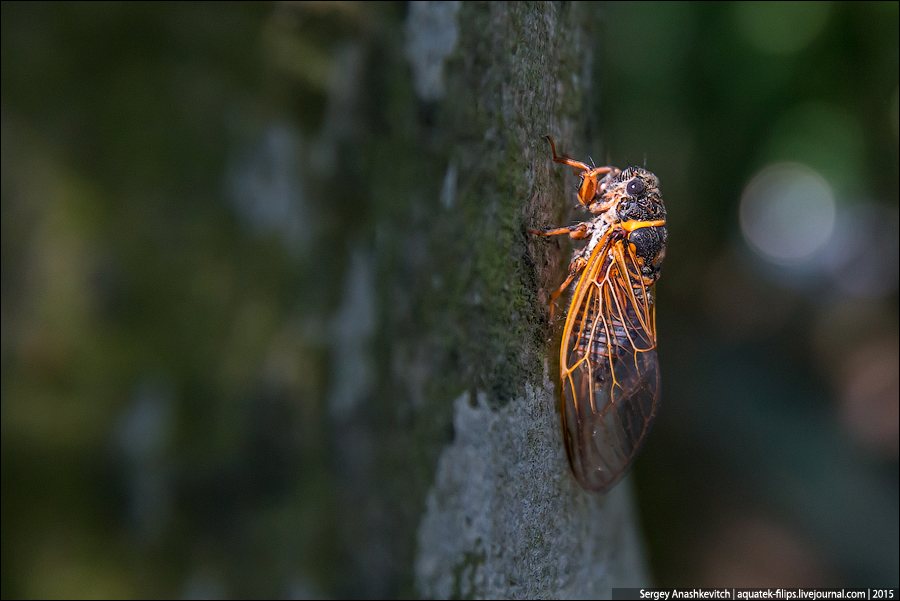 Cicada septemdecim