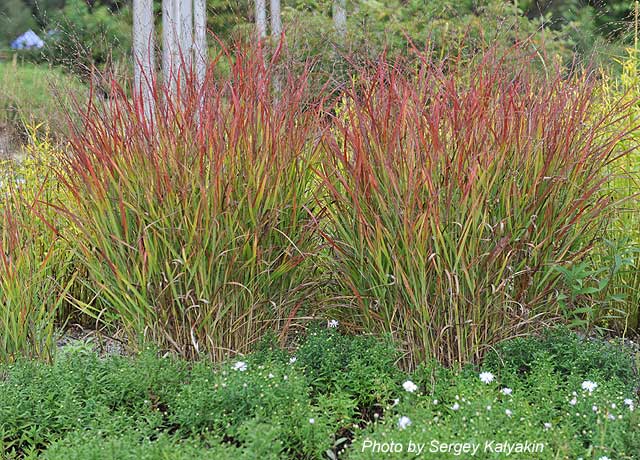 Panicum virgatum Shenandoah.JPG