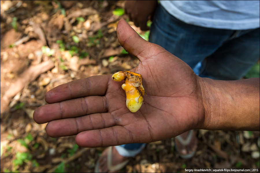 Ферма специй на Занзибаре / Spice farm in Zanzibar