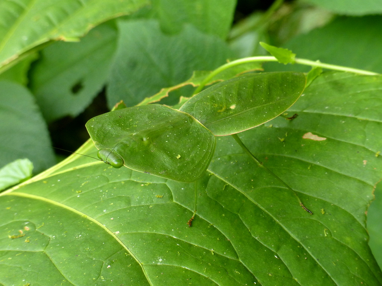 Choeradodis rhomboidea