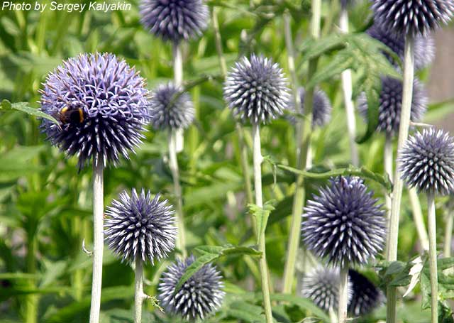 Echinops bannaticus Taplow Blue (1).JPG