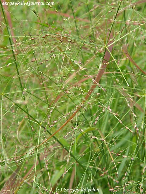 Panicum virgatum (6).JPG