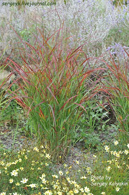 Panicum Virgatum Shenandoah (4).jpg