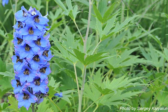 Delphinium elatum Blaustrahl.JPG