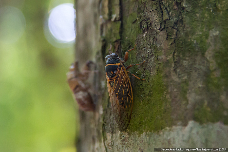 Cicada septemdecim