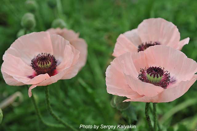 Papaver orientale Karine (3).JPG