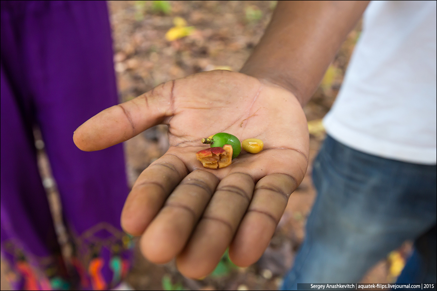 Ферма специй на Занзибаре / Spice farm in Zanzibar