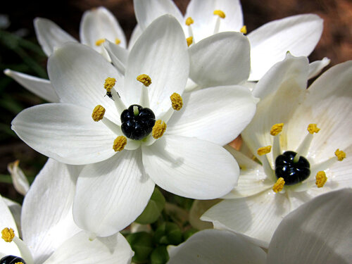 Птицемлечник арабский / Ornithogalum arabicum