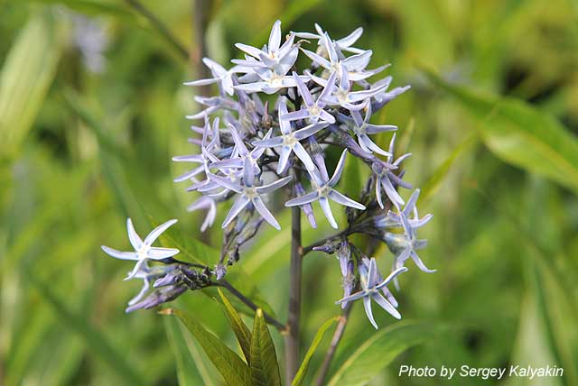 Amsonia tabernaemontana Salicifolia (6).JPG