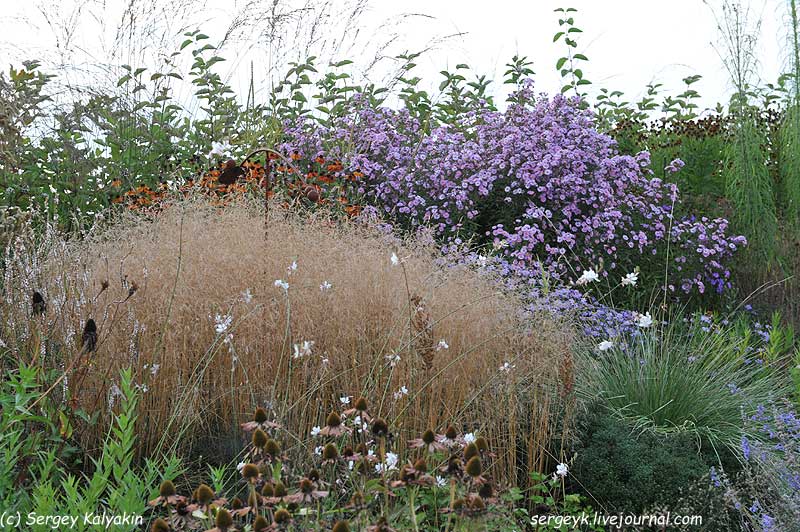 Deschampsia caespitosa (1).JPG