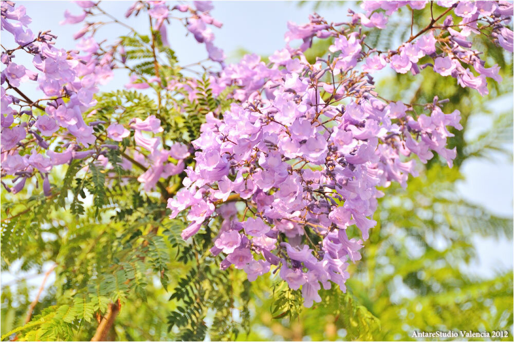 Wisteria