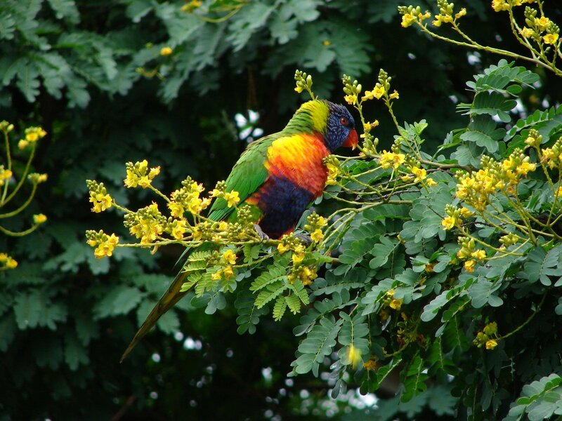 Leopard tree - Caesalpinia ferrea