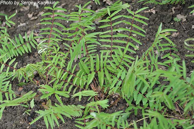 Sanguisorba tenuifolia Purpurea (2).JPG