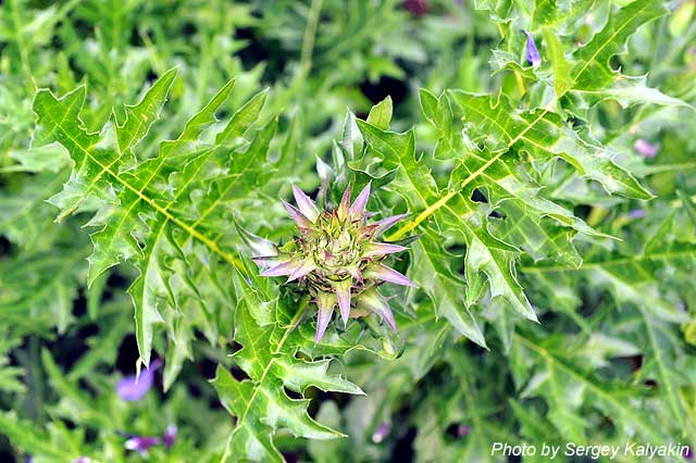 Acanthus spinosus (2).JPG