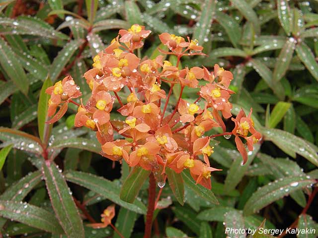 Euphorbia griffithii Dixter (3).jpg