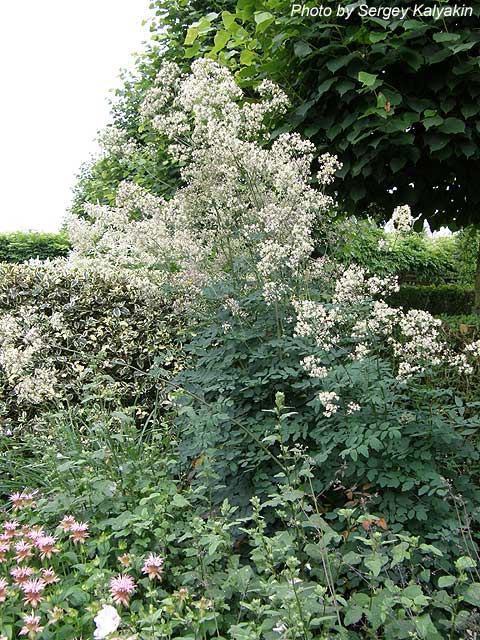 Thalictrum Elin (1).JPG