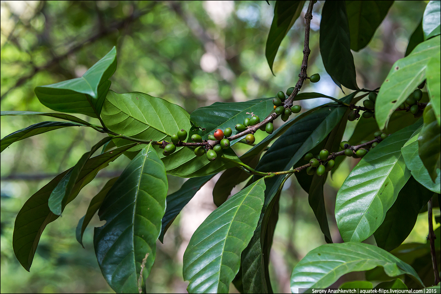 Ферма специй на Занзибаре / Spice farm in Zanzibar