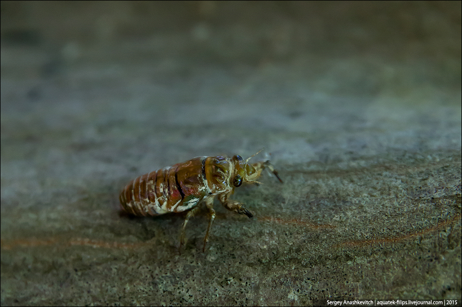 Cicada septemdecim