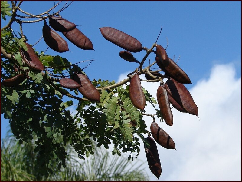 Leopard tree - Caesalpinia ferrea