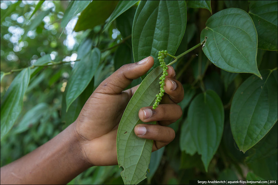 Ферма специй на Занзибаре / Spice farm in Zanzibar