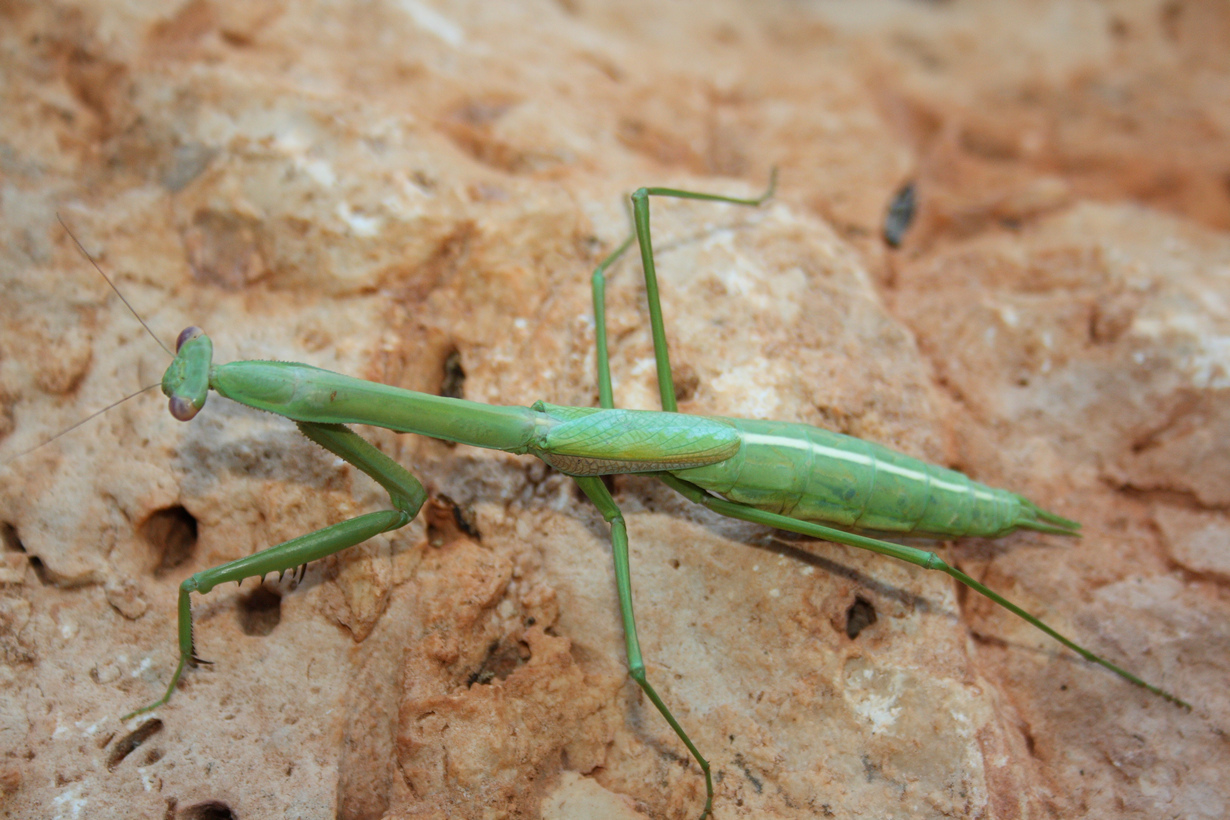 Африканский богомол (Sphodromantis centralis)