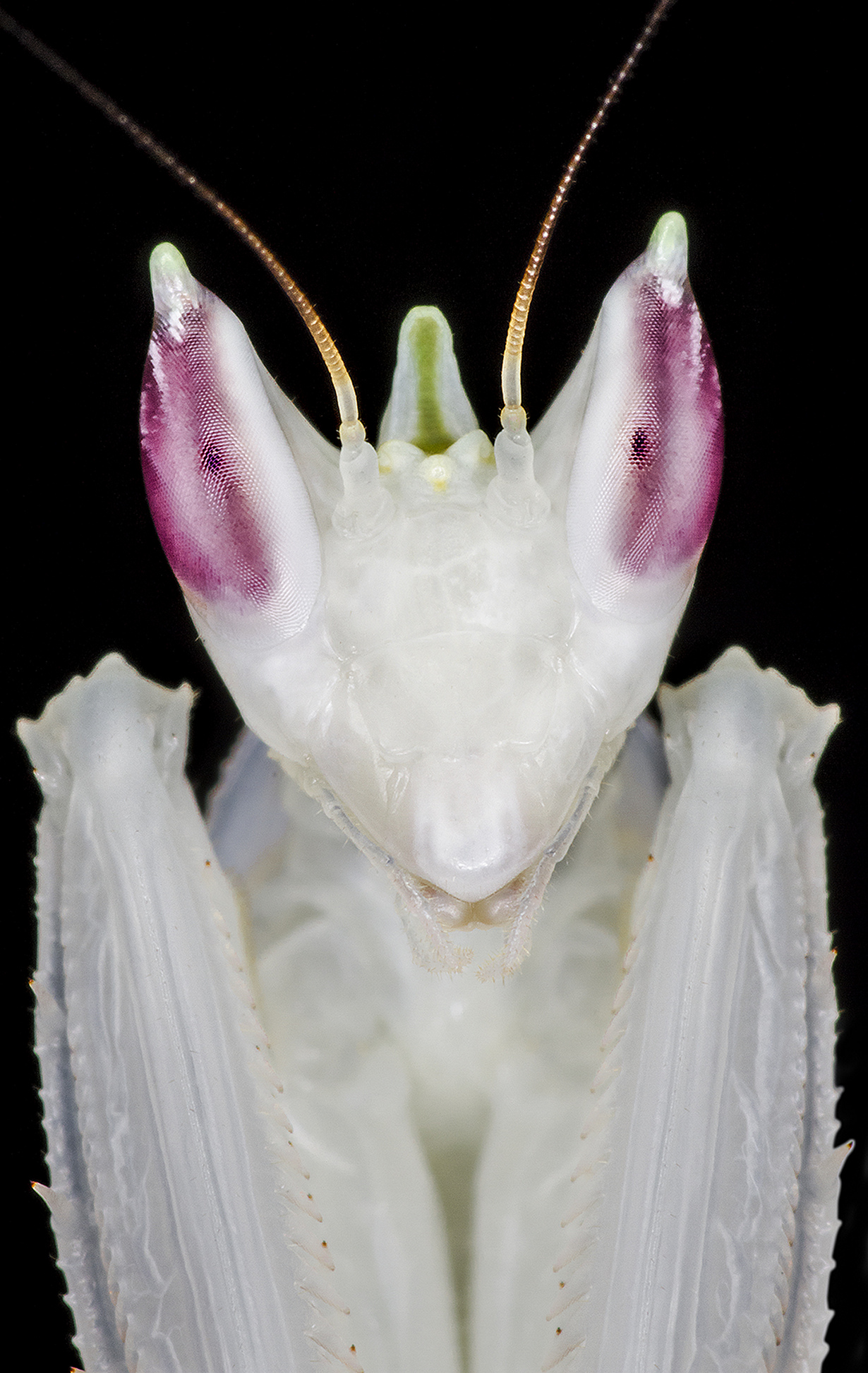 Гименопус увенчанный (Hymenopus coronatus)