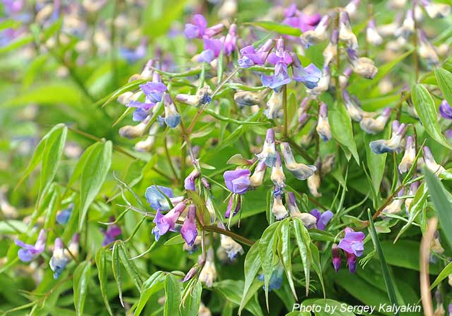 Lathyrus vernus.JPG