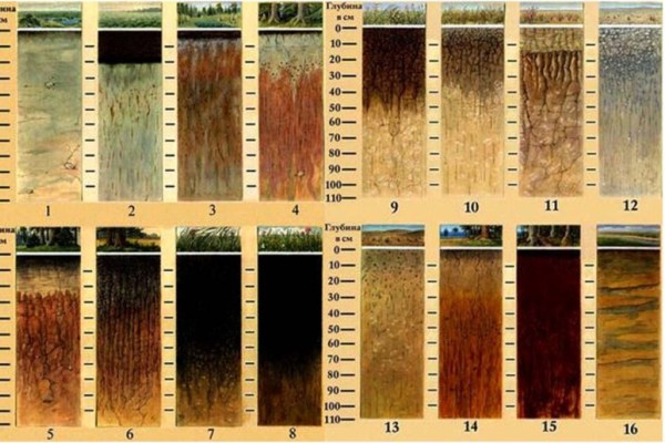 основные виды почв