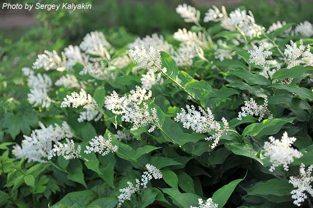 Maianthemum racemosum Amplexicaule (1).JPG