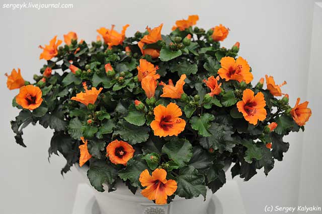 Hibiscus rosa-sinensis Petit Orange (1).JPG