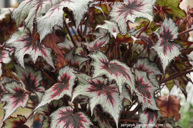 Begonia Silver Spirit (1).JPG