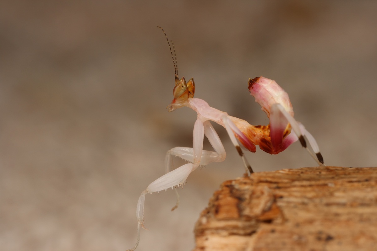 Hymenopus coronatus