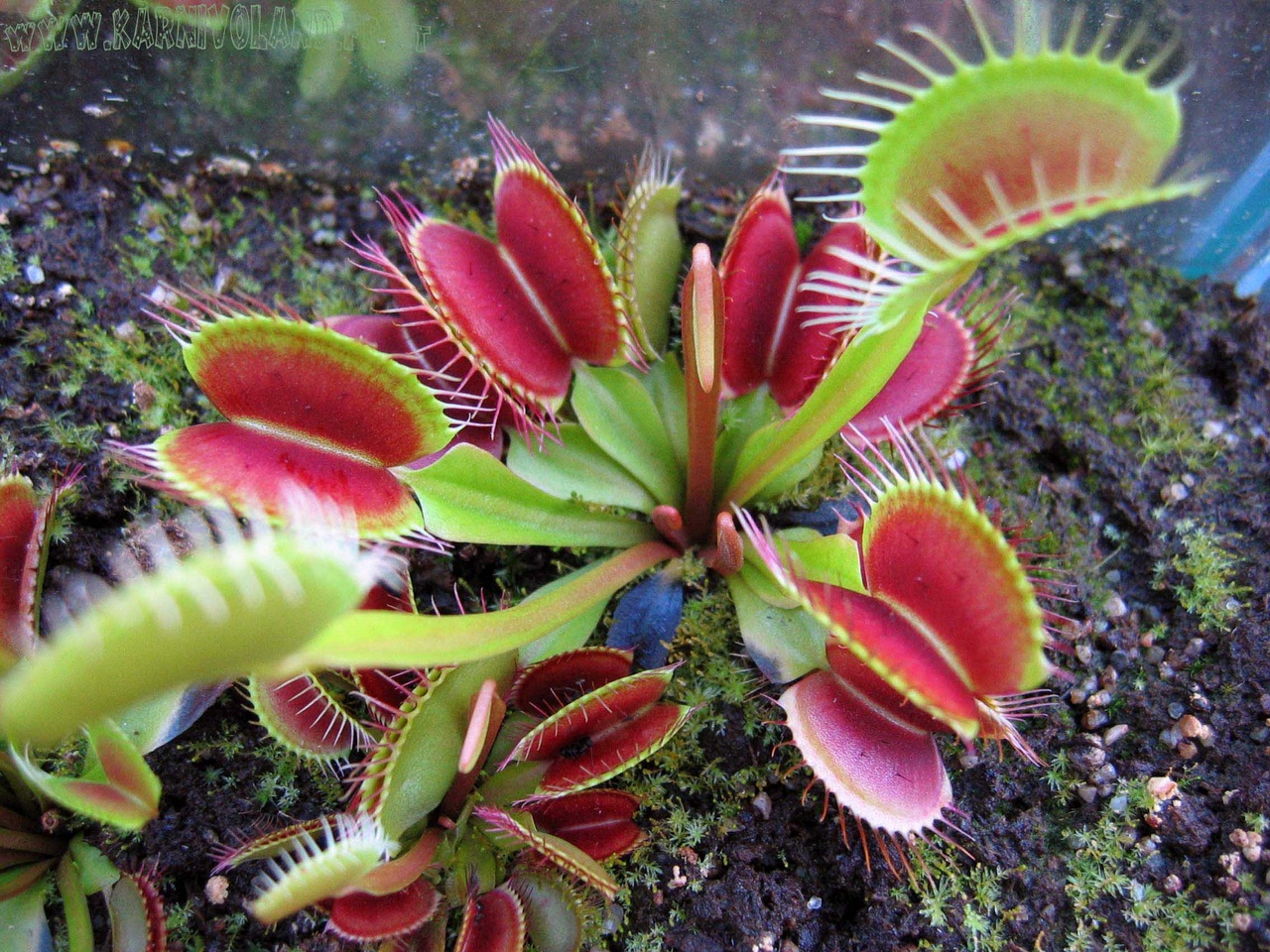 Dionaea Muscipula