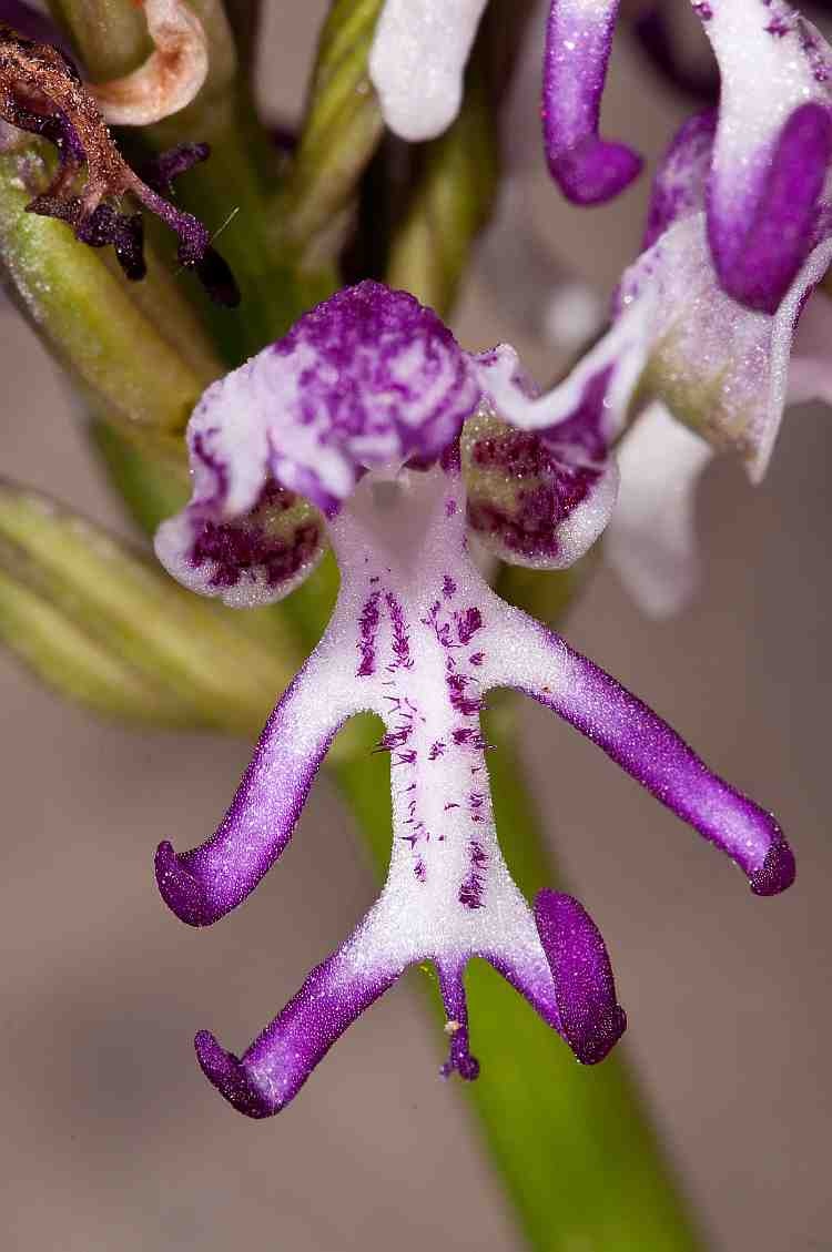 Monkey Orchid (Orchis simia)