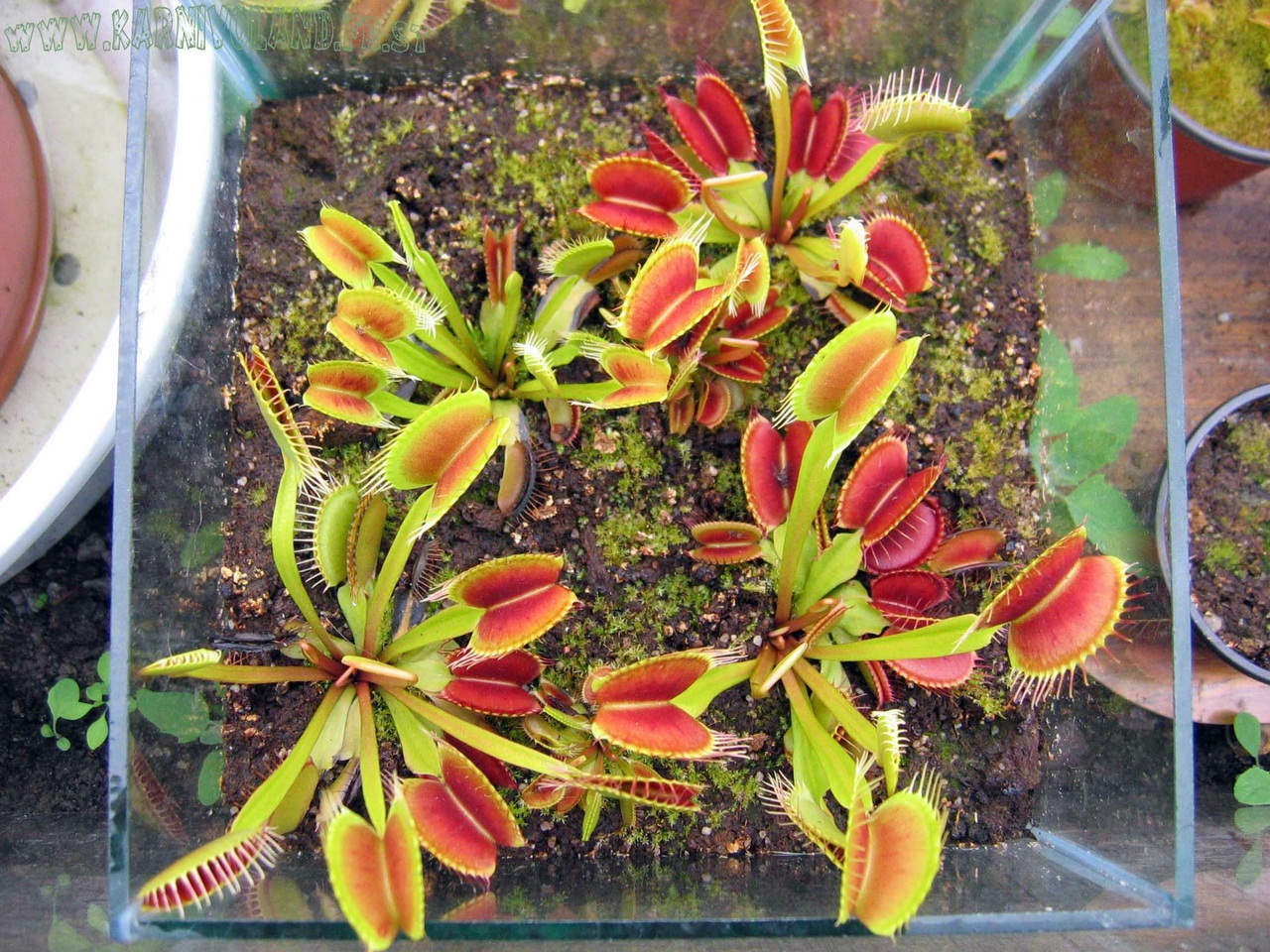 Dionaea Muscipula