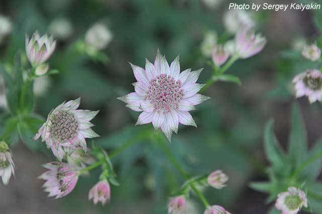 Astrantia major Involucrata.JPG