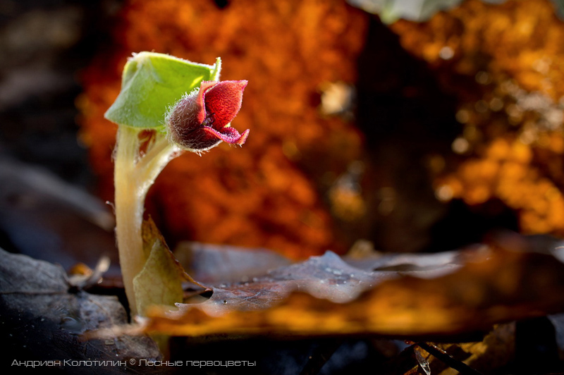 Цветок копытня европейского