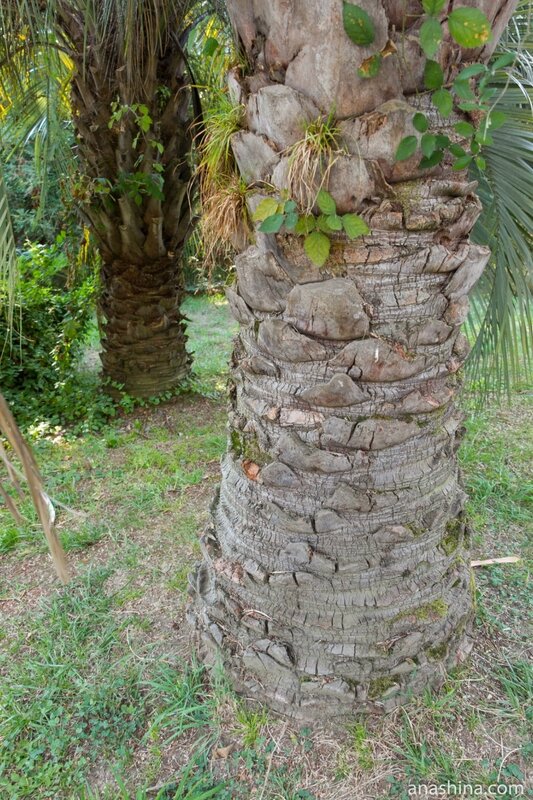 Стволы пальм
