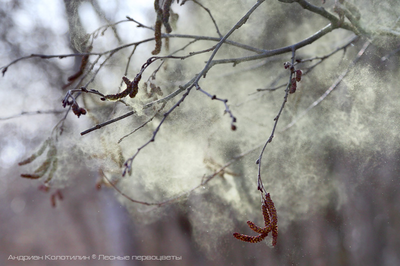 Цветет серая олха