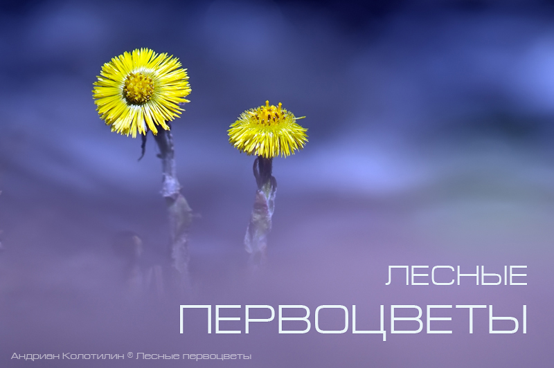 Мать-и-мачеха