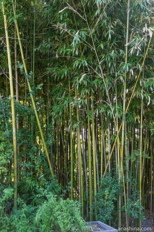 Бамбуки, Сочинский дендрарий