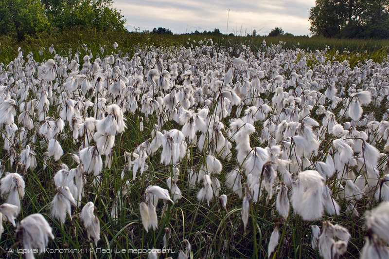 плоды пушицы