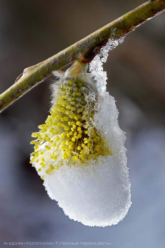 цветение ивы козьей
