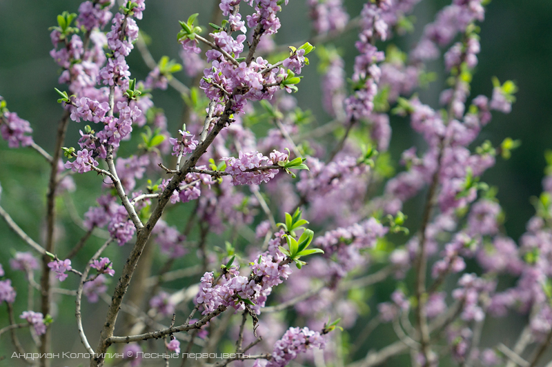 волчье лыко весной