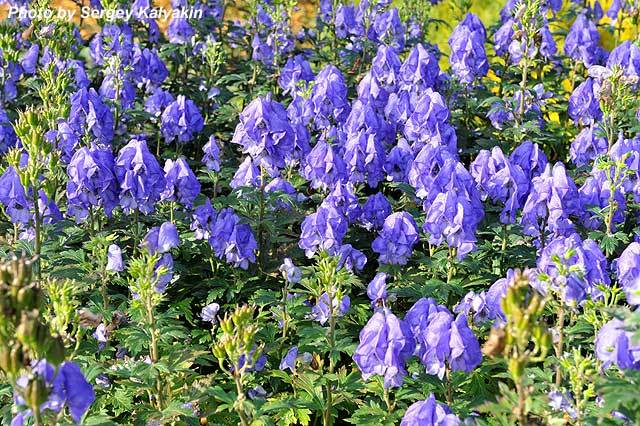 Aconitum carmichaelii Barker&apos;s Variety (4).jpg