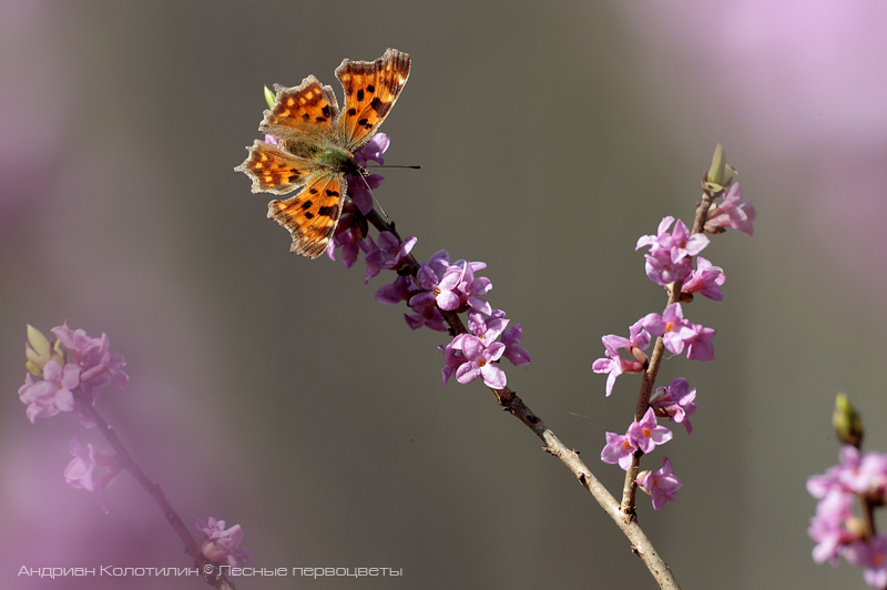 Волчеягодник и бабочка углокрыльница