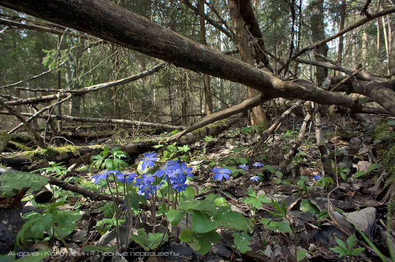 Печеночница благородная в еловом лесу