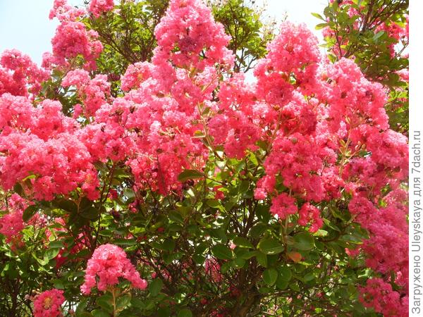 Ослепительная красота цветения лагерстремии индийской